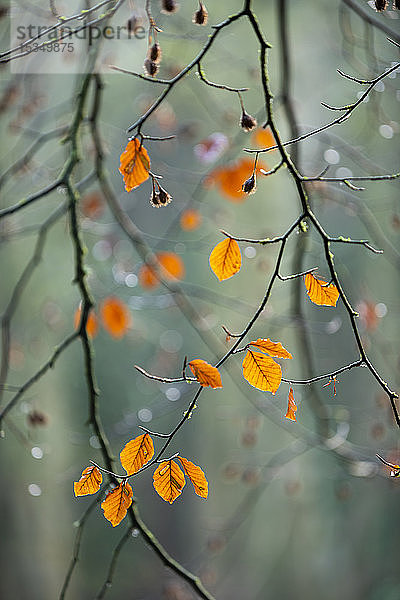 Blätter der Rotbuche (Fagus sylvatica)  Herbstfarbe  King's Wood  Challock  Kent  England  Vereinigtes Königreich  Europa