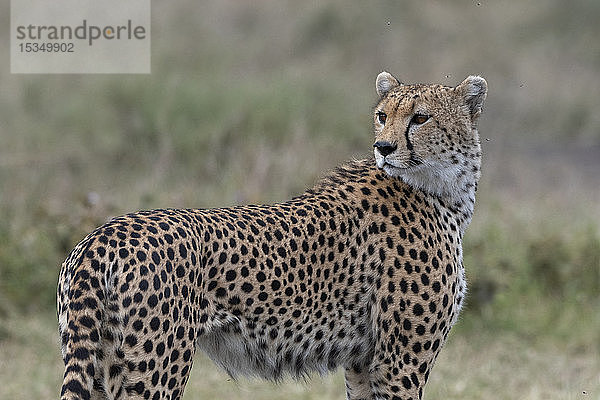 Gepard (Acynonix jubatus)  Seronera  Serengeti-Nationalpark  UNESCO-Welterbe  Tansania  Ostafrika  Afrika
