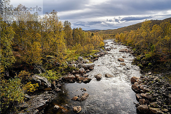 Weißbirke (Betula pendula) in Herbstfärbung und Fluss  Senja  Norwegen  Skandinavien  Europa