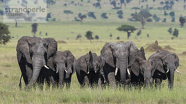 Afrikanische Elefantenherde (Loxodonta africana) beim Spaziergang in der Serengeti  UNESCO-Welterbe  Tansania  Ostafrika  Afrika