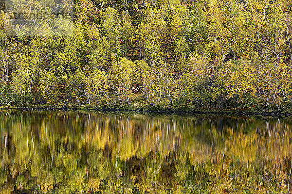 Silberbirke (Betula pendula) spiegelt sich im See  Herbstfärbung  Senja  Norwegen  Skandinavien  Europa