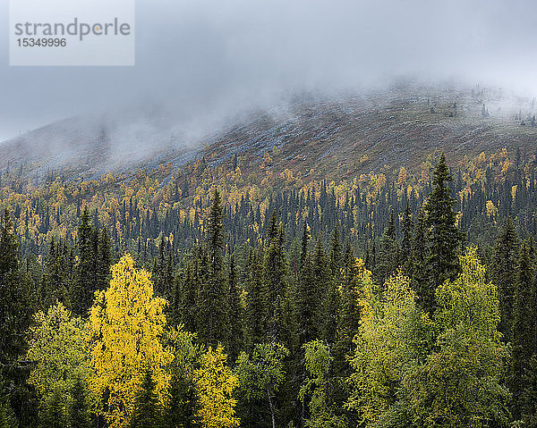Silberbirke (Betula pendula) und Fichte in Herbstfärbung  Muonio  Lappland  Finnland  Europa