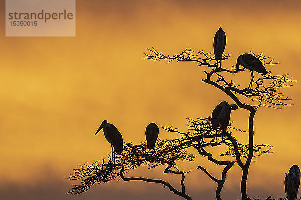 Marabu-Störche (Leptoptilos crumeniferus) bei Sonnenaufgang auf einem Baum  Tansania  Ostafrika  Afrika