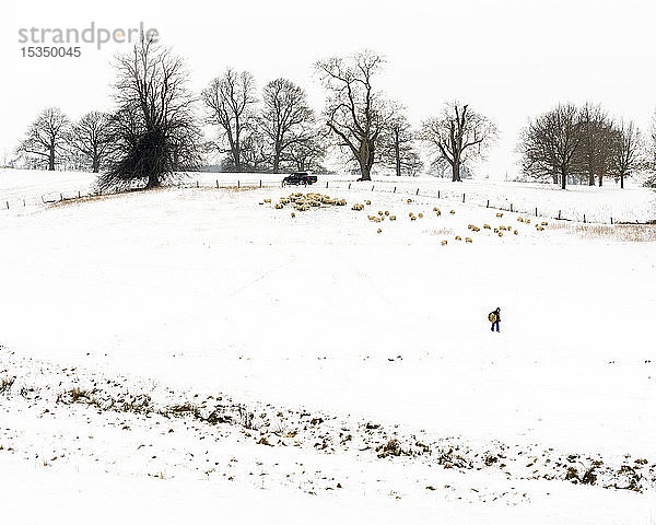 Bauer trägt Heu  mit Schafen  in schneebedecktem Feld  Kent  England  Vereinigtes Königreich  Europa