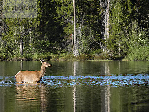 Erwachsener weiblicher Elch (Cervus canadensis) am String Lake  Grand Teton National Park  Wyoming  Vereinigte Staaten von Amerika  Nordamerika