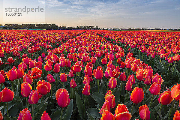 Tulpenfelder in der Umgebung von Lisse  Südholland  Die Niederlande  Europa