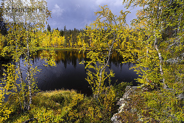 Silberbirke (Betula pendula) in Herbstfärbung  Muonio  Lappland  Finnland  Europa