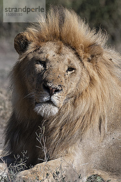 Männlicher Löwe (Panthera leo)  Ndutu  Ngorongoro-Schutzgebiet  UNESCO-Weltnaturerbe  Tansania  Ostafrika  Afrika