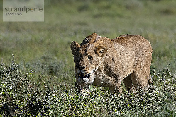 Löwin (Panthera leo)  Ngorongoro-Krater  Ngorongoro-Schutzgebiet  UNESCO-Welterbestätte  Tansania  Ostafrika  Afrika