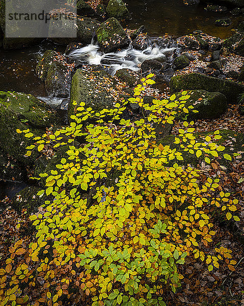 Buchenblätter (Fagus sylvatica) und Bach im Herbst  Padley Gorge  Peak District National Park  Derbyshire  England  Vereinigtes Königreich  Europa