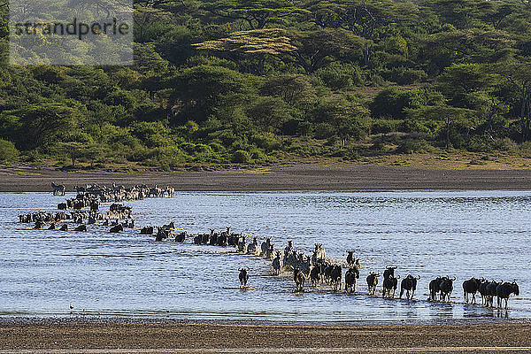 Wandernde Steppenzebras (Equus quagga) und Gnus (Connochaetes taurinus)  die den Ndutu-See überqueren  Serengeti  UNESCO-Welterbe  Tansania  Ostafrika  Afrika