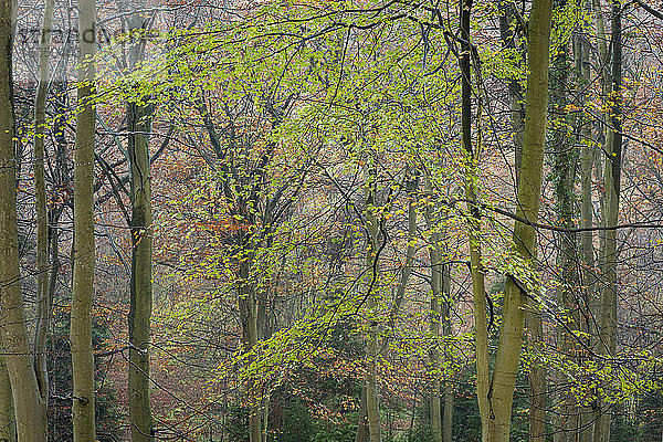 Rotbuche (Fagus sylvatica)  Herbstfärbung  King's Wood  Challock  Kent  England  Vereinigtes Königreich  Europa