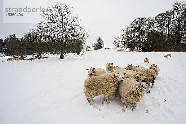 Schafe in schneebedecktem Feld  Kent  England  Vereinigtes Königreich  Europa