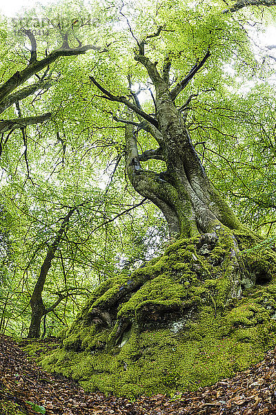 Rotbuche (Fagus sylvatica) im Frühling  Exmoor National Park  North Devon  England  Vereinigtes Königreich  Europa