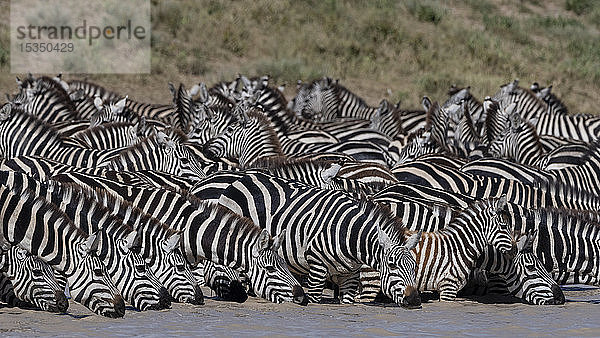 Eine Herde von Steppenzebras (Equus quagga) trinkt am Hidden Valley See  Tansania  Ostafrika  Afrika