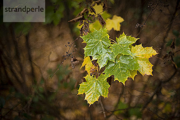 Sycamore (Acer pseudoplatanus) Blätter  Herbstfarbe  Kent  England  Vereinigtes Königreich  Europa