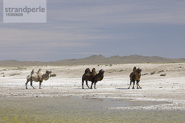 Kamele in der mongolischen Wildnis  Mongolei  Zentralasien  Asien