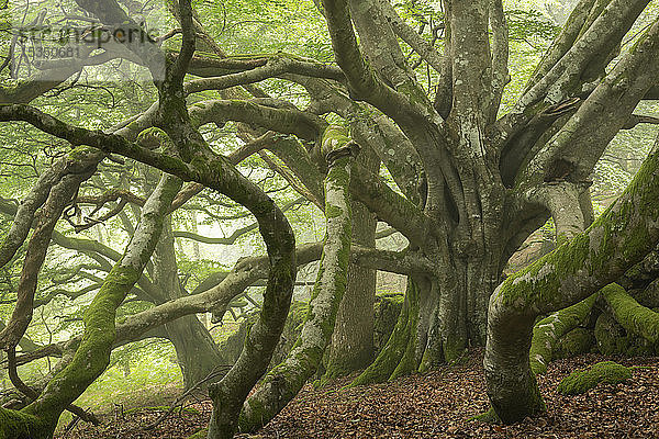 Uralte Buche mit riesigen ausladenden Ästen  Dartmoor National Park  Devon  England  Vereinigtes Königreich  Europa