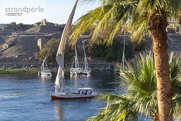 Traditionelle Felucca-Segelboote mit Holzmasten und Baumwollsegeln auf dem Nil  Assuan  Ägypten  Nordafrika  Afrika