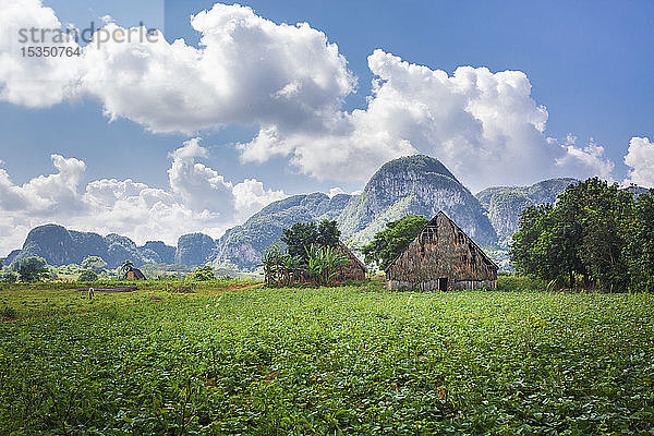 Tabakfeld im Vinales-Nationalpark  UNESCO-Welterbe  Provinz Pinar del Rio  Kuba  Westindien  Karibik  Mittelamerika