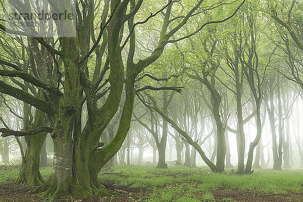 Laubbäume mit Frühlingslaub in einem nebligen Waldgebiet  Cornwall  England  Vereinigtes Königreich  Europa