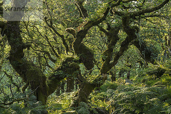 Ein grüner Wistman's Wood in der Sommersonne  Dartmoor National Park  Devon  England  Vereinigtes Königreich  Europa