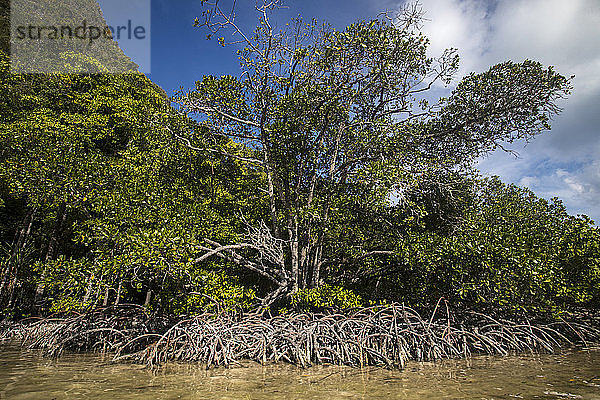 Mangroven auf der Insel Wayag  Raja Ampat  West Papua  Indonesien  Südostasien  Asien