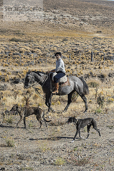 Gaucho reitet auf seinem Pferd  begleitet von Hunden  El Chalten  Patagonien  Argentinien  Südamerika