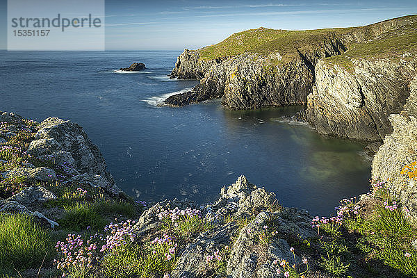 Rosa Wildblumen auf den Klippen an der zerklüfteten Westküste von Anglesey  Nordwales  Vereinigtes Königreich  Europa