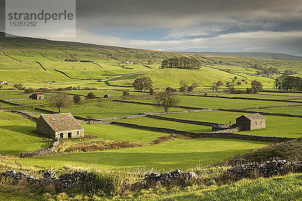 Steinscheunen und Trockensteinmauern in der hügeligen Landschaft von Wensleydale bei Hawes  Yorkshire Dales  Yorkshire  England  Vereinigtes Königreich  Europa