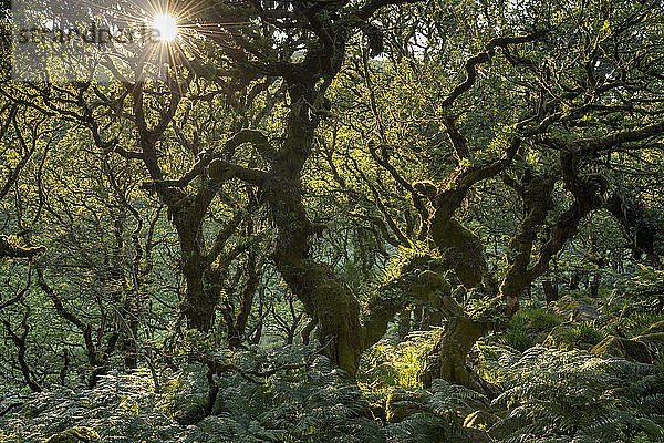 Späte Abendsonne in Wistman's Wood SSSI im Dartmoor National Park  Devon  England  Vereinigtes Königreich  Europa