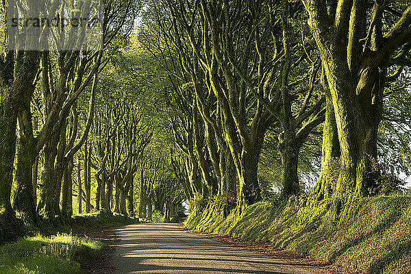 Feldweg unter einer Baumallee  Bridestowe  Dartmoor  Devon  England  Vereinigtes Königreich  Europa