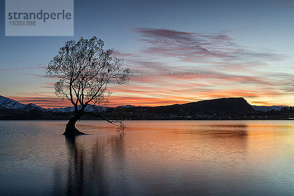 Der Wanaka-Baum mit dramatischem Himmel bei Sonnenaufgang  Lake Wanaka  Otago  Südinsel  Neuseeland  Pazifik