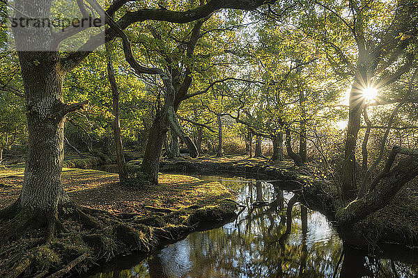 Frühmorgendlicher Sonnenschein durchdringt das Laubwaldgebiet um Ober Water in der Nähe von Puttles Bridge im New Forest National Park  Hampshire  England  Vereinigtes Königreich  Europa