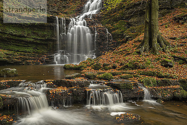 Scaleber Force Wasserfall im Herbst  Yorkshire Dales National Park  Yorkshire  England  Vereinigtes Königreich  Europa