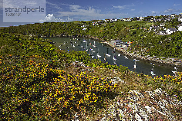 Die Bucht und der Hafen von Solva  Pembrokeshire  Wales  Vereinigtes Königreich  Europa