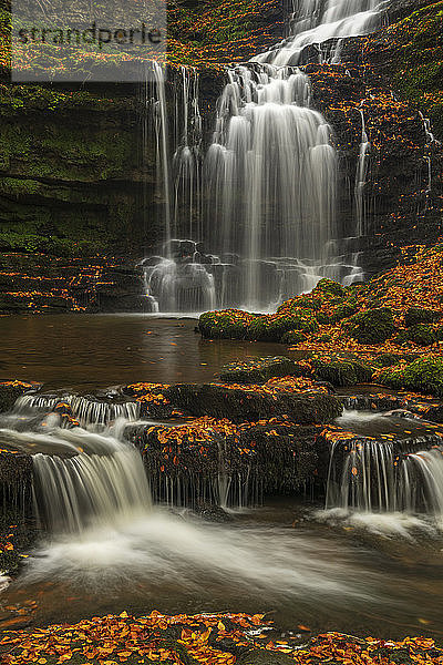 Scalebor Force Wasserfall im Herbst  Yorkshire Dales National Park  North Yorkshire  England  Vereinigtes Königreich  Europa