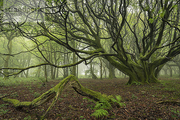 Nebliges Laubwaldgebiet im Frühling  Cornwall  England  Vereinigtes Königreich  Europa