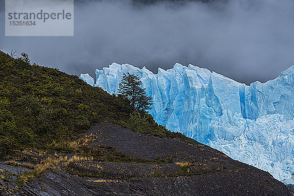 Einzelner Baum vor dem Perito-Moreno-Gletscher im Nationalpark Los Glaciares  UNESCO-Welterbe  Provinz Santa Cruz  Patagonien  Argentinien  Südamerika