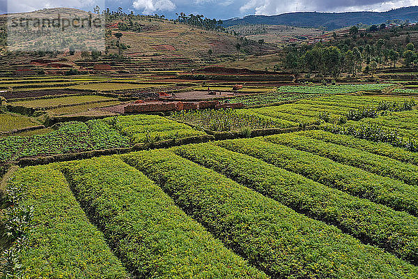 Gemüseanbau und Ziegelherstellung auf den Reisfeldern an der Nationalstraße RN7 zwischen Antsirabe und Antananarivo  Madagaskar  Afrika