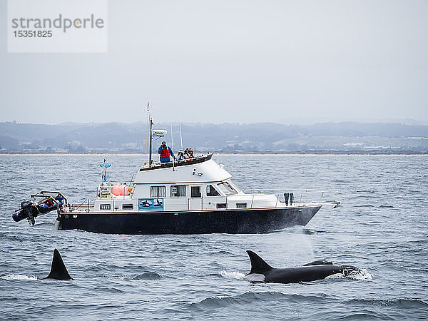 Ausgewachsene Schwertwale (Orcinus orca) in der Nähe des Forschungsschiffs im Monterey Bay National Marine Sanctuary  Kalifornien  Vereinigte Staaten von Amerika  Nordamerika