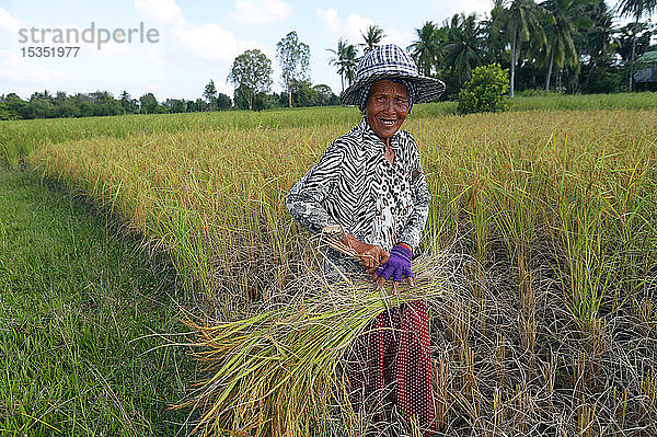 Ältere Frau bei der Arbeit im Reisfeld bei der Reisernte  Kep  Kambodscha  Indochina  Südostasien  Asien