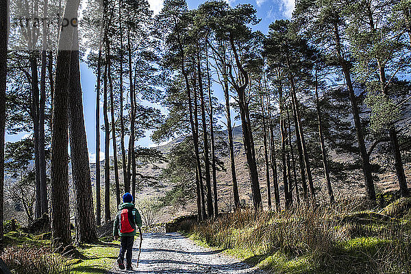 Junge erkundet Nationalpark  Llanaber  Gwynedd  Vereinigtes Königreich