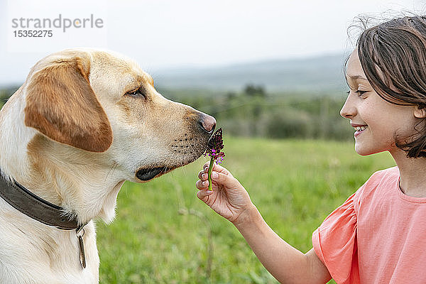 Mädchen hält Blume mit Labradorhundenase in Feldlandschaft  Citta della Pieve  Umbrien  Italien