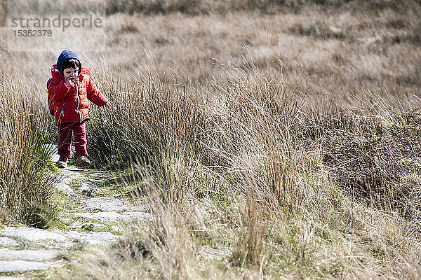 Junge erkundet Nationalpark  Llanaber  Gwynedd  Vereinigtes Königreich