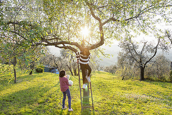 Mädchen hält einen süßen Golden Retriever-Welpen in der Hand  während ihre Freundin in einem sonnenbeschienenen Obstgarten auf eine Baumleiter klettert  Scandicci  Toskana  Italien