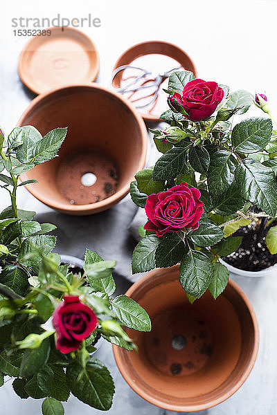 Stilleben von Rosenpflanzen und Terrakotta-Blumentöpfen  Draufsicht