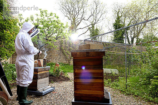 Männlicher Imker kümmert sich um Bienenstöcke in ummauertem Garten