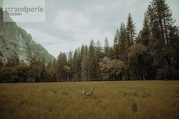 Hirsche grasen im Naturschutzgebiet  Yosemite National Park  Kalifornien  Vereinigte Staaten