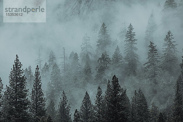 Nebel über dem Tannental  Yosemite National Park  Kalifornien  Vereinigte Staaten